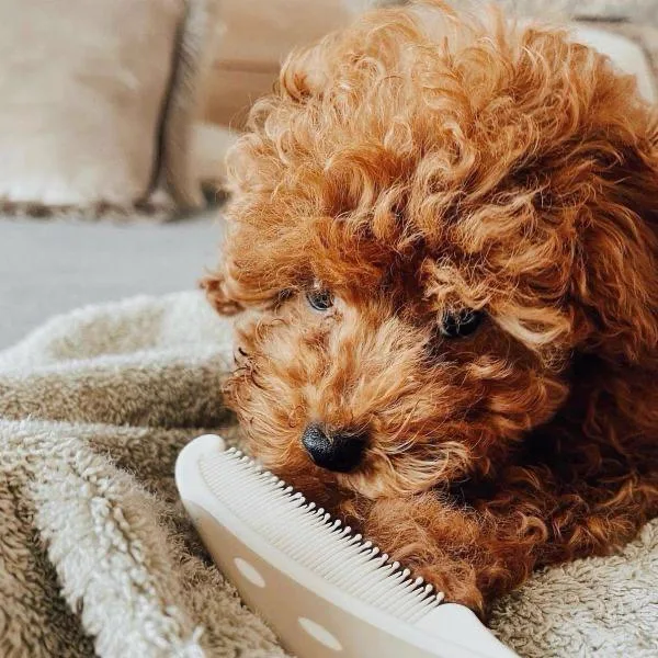 Cucciolo di Barboncino Toy rosso che riposa su una coperta
