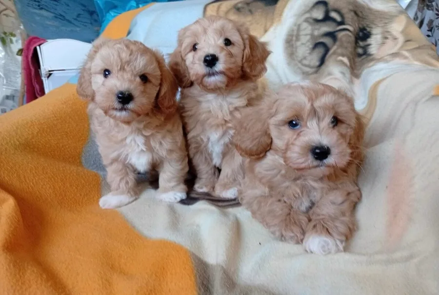Tre cuccioli di Maltipoo Toy color albicocca seduti su una coperta